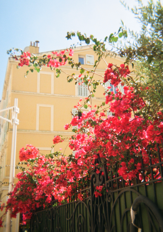 Pink Provence, 35mm print